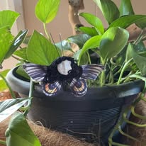 Gathering of Winged Oddities – Handmade Fairy Ornament Assortment